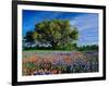 Live Oak, Paintbrush, and Bluebonnets in Texas Hill Country, USA-Adam Jones-Framed Photographic Print