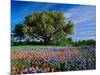 Live Oak, Paintbrush, and Bluebonnets in Texas Hill Country, USA-Adam Jones-Mounted Photographic Print