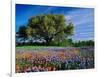 Live Oak, Paintbrush, and Bluebonnets in Texas Hill Country, USA-Adam Jones-Framed Photographic Print