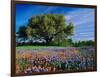 Live Oak, Paintbrush, and Bluebonnets in Texas Hill Country, USA-Adam Jones-Framed Photographic Print