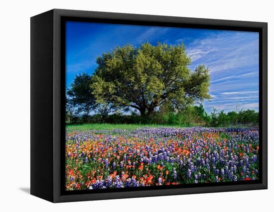 Live Oak, Paintbrush, and Bluebonnets in Texas Hill Country, USA-Adam Jones-Framed Stretched Canvas