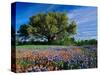Live Oak, Paintbrush, and Bluebonnets in Texas Hill Country, USA-Adam Jones-Stretched Canvas