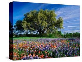 Live Oak, Paintbrush, and Bluebonnets in Texas Hill Country, USA-Adam Jones-Stretched Canvas