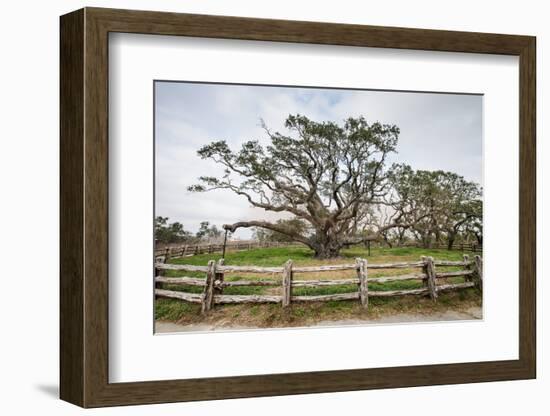 Live oak (Quercus virginiana) exhibit.-Larry Ditto-Framed Photographic Print
