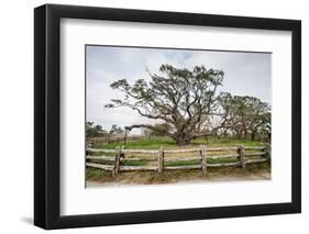 Live oak (Quercus virginiana) exhibit.-Larry Ditto-Framed Photographic Print