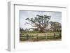 Live oak (Quercus virginiana) exhibit.-Larry Ditto-Framed Photographic Print