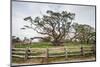 Live oak (Quercus virginiana) exhibit.-Larry Ditto-Mounted Photographic Print