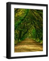 Live Oak Road-Steven Maxx-Framed Photographic Print