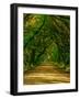 Live Oak Road-Steven Maxx-Framed Photographic Print