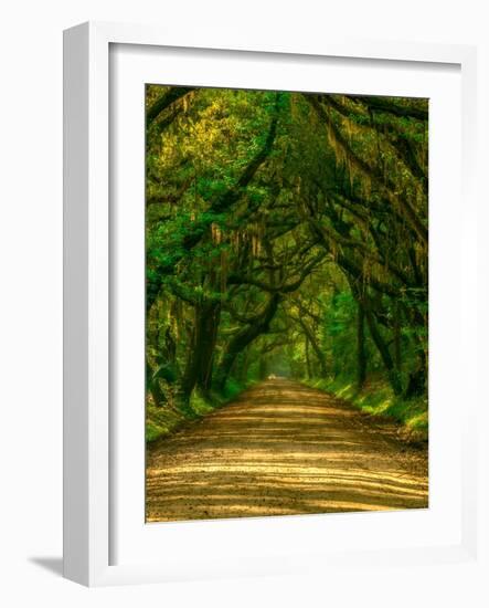 Live Oak Road-Steven Maxx-Framed Photographic Print