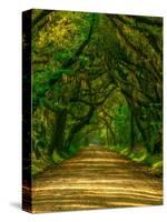 Live Oak Road-Steven Maxx-Stretched Canvas