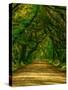 Live Oak Road-Steven Maxx-Stretched Canvas