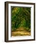 Live Oak Road-Steven Maxx-Framed Photographic Print