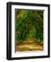 Live Oak Road-Steven Maxx-Framed Photographic Print