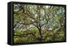 Live Oak Tree Canopy with Spanish Moss, Charleston, Sout Carolina-George Oze-Framed Stretched Canvas