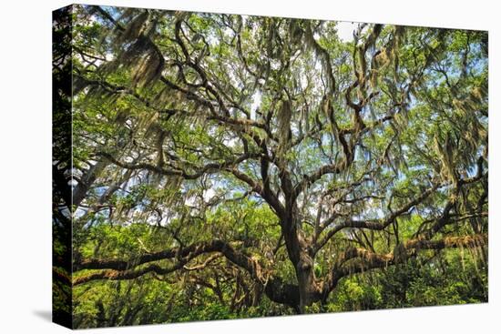 Live Oak Tree Canopy with Spanish Moss, Charleston, Sout Carolina-George Oze-Stretched Canvas