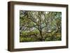 Live Oak Tree Canopy with Spanish Moss, Charleston, Sout Carolina-George Oze-Framed Photographic Print