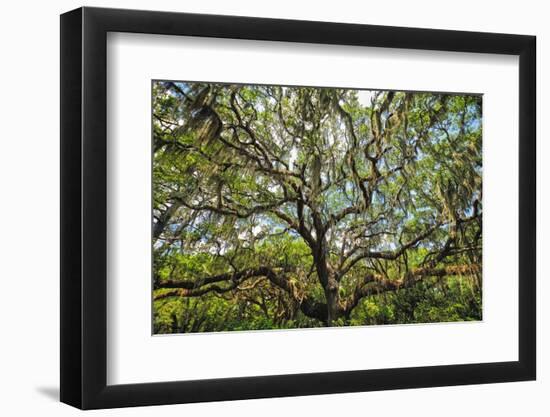 Live Oak Tree Canopy with Spanish Moss, Charleston, Sout Carolina-George Oze-Framed Photographic Print