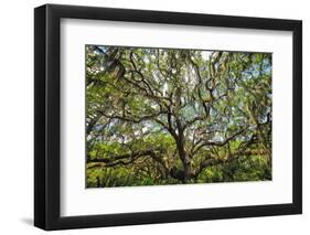 Live Oak Tree Canopy with Spanish Moss, Charleston, Sout Carolina-George Oze-Framed Photographic Print