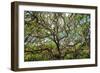 Live Oak Tree Canopy with Spanish Moss, Charleston, Sout Carolina-George Oze-Framed Photographic Print