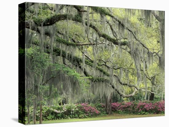 Live Oak Tree Draped with Spanish Moss, Savannah, Georgia, USA-Adam Jones-Stretched Canvas