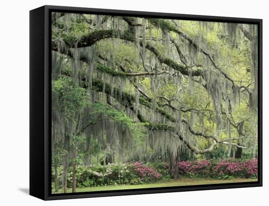 Live Oak Tree Draped with Spanish Moss, Savannah, Georgia, USA-Adam Jones-Framed Stretched Canvas