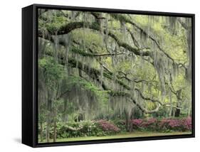 Live Oak Tree Draped with Spanish Moss, Savannah, Georgia, USA-Adam Jones-Framed Stretched Canvas
