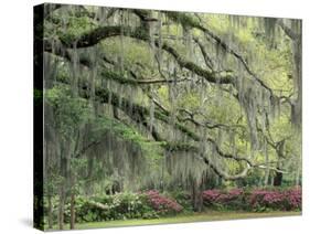 Live Oak Tree Draped with Spanish Moss, Savannah, Georgia, USA-Adam Jones-Stretched Canvas