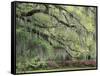 Live Oak Tree Draped with Spanish Moss, Savannah, Georgia, USA-Adam Jones-Framed Stretched Canvas