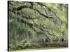 Live Oak Tree Draped with Spanish Moss, Savannah, Georgia, USA-Adam Jones-Stretched Canvas