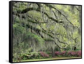 Live Oak Tree Draped with Spanish Moss, Savannah, Georgia, USA-Adam Jones-Framed Stretched Canvas