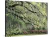 Live Oak Tree Draped with Spanish Moss, Savannah, Georgia, USA-Adam Jones-Stretched Canvas