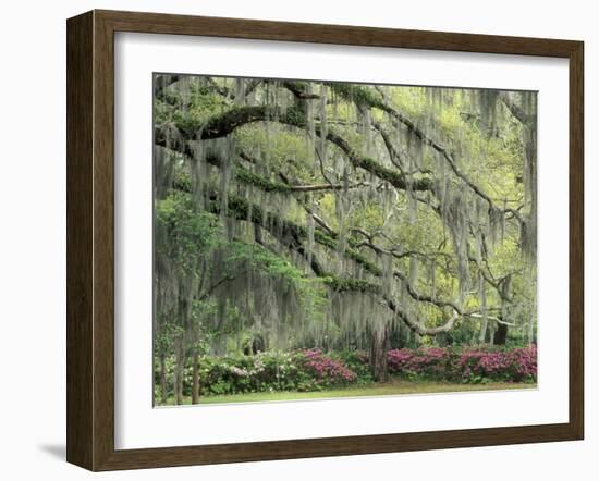 Live Oak Tree Draped with Spanish Moss, Savannah, Georgia, USA-Adam Jones-Framed Premium Photographic Print