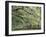 Live Oak Tree Draped with Spanish Moss, Savannah, Georgia, USA-Adam Jones-Framed Premium Photographic Print