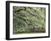 Live Oak Tree Draped with Spanish Moss, Savannah, Georgia, USA-Adam Jones-Framed Premium Photographic Print