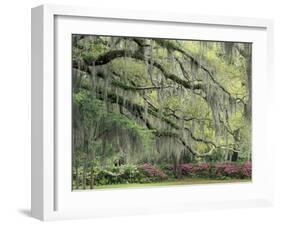 Live Oak Tree Draped with Spanish Moss, Savannah, Georgia, USA-Adam Jones-Framed Premium Photographic Print