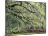 Live Oak Tree Draped with Spanish Moss, Savannah, Georgia, USA-Adam Jones-Mounted Premium Photographic Print