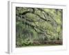 Live Oak Tree Draped with Spanish Moss, Savannah, Georgia, USA-Adam Jones-Framed Premium Photographic Print