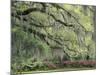 Live Oak Tree Draped with Spanish Moss, Savannah, Georgia, USA-Adam Jones-Mounted Premium Photographic Print