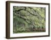 Live Oak Tree Draped with Spanish Moss, Savannah, Georgia, USA-Adam Jones-Framed Photographic Print