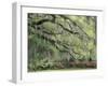 Live Oak Tree Draped with Spanish Moss, Savannah, Georgia, USA-Adam Jones-Framed Photographic Print