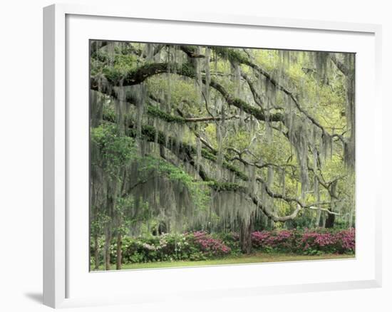 Live Oak Tree Draped with Spanish Moss, Savannah, Georgia, USA-Adam Jones-Framed Photographic Print