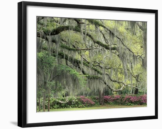 Live Oak Tree Draped with Spanish Moss, Savannah, Georgia, USA-Adam Jones-Framed Photographic Print