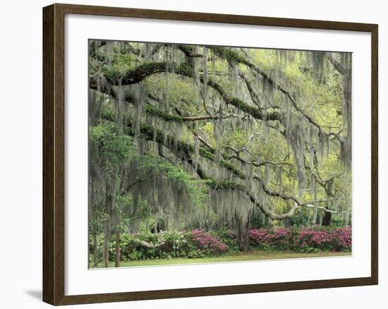 Live Oak Tree Draped with Spanish Moss, Savannah, Georgia, USA-Adam Jones-Framed Photographic Print