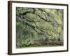 Live Oak Tree Draped with Spanish Moss, Savannah, Georgia, USA-Adam Jones-Framed Photographic Print