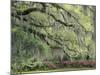 Live Oak Tree Draped with Spanish Moss, Savannah, Georgia, USA-Adam Jones-Mounted Photographic Print