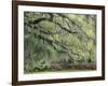 Live Oak Tree Draped with Spanish Moss, Savannah, Georgia, USA-Adam Jones-Framed Photographic Print