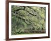 Live Oak Tree Draped with Spanish Moss, Savannah, Georgia, USA-Adam Jones-Framed Photographic Print