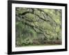 Live Oak Tree Draped with Spanish Moss, Savannah, Georgia, USA-Adam Jones-Framed Photographic Print