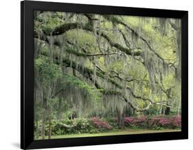 Live Oak Tree Draped with Spanish Moss, Savannah, Georgia, USA-Adam Jones-Framed Photographic Print